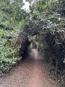 A winding dirt path disappears into a dense,green archway formed by overgrown trees and tangled vines,Creating a tunnel-like effect in a forest #SummerPhotoContest
