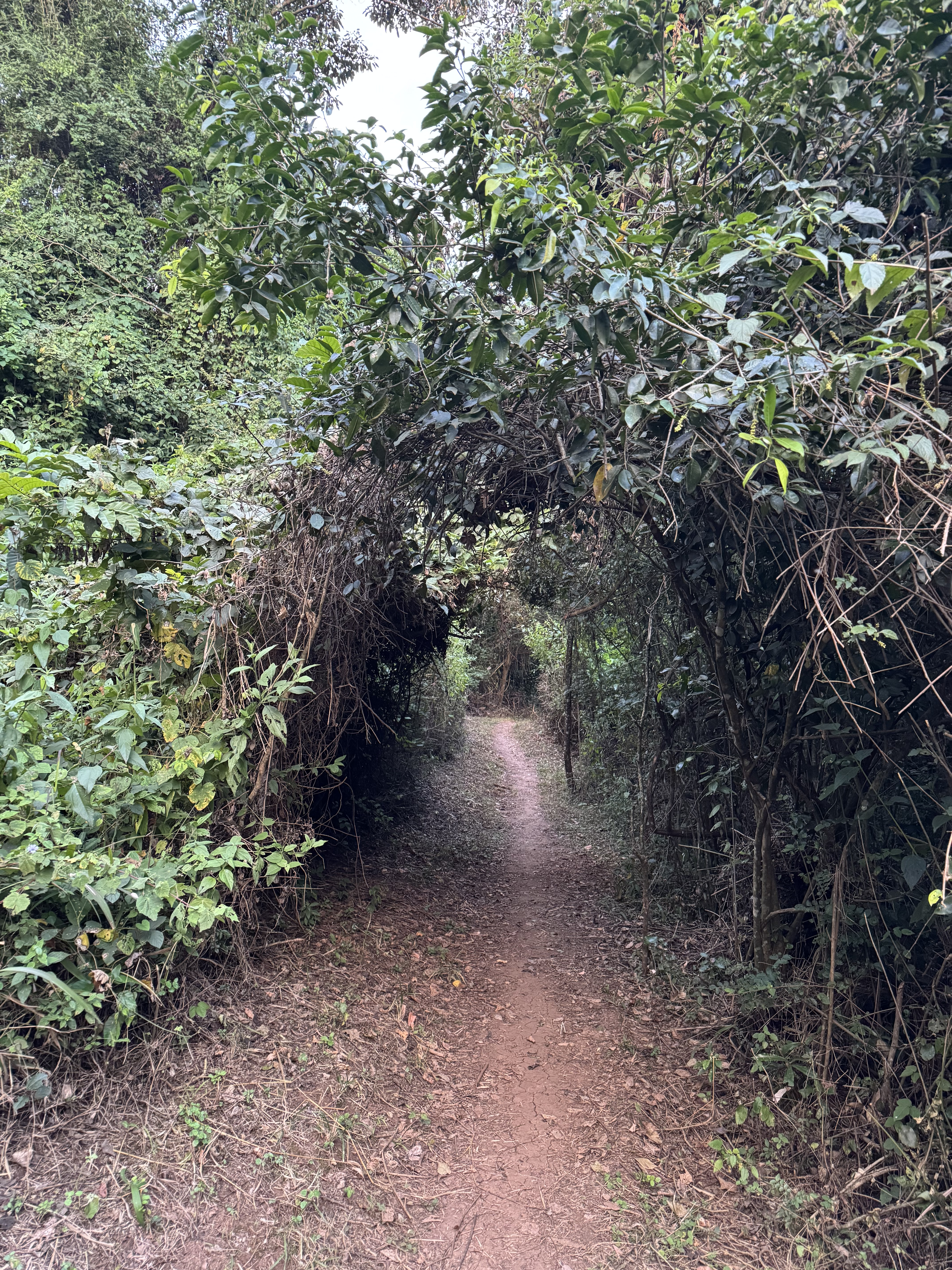 A winding dirt path disappears into a dense,green archway formed by overgrown trees and tangled vines,Creating a tunnel-like effect in a forest #SummerPhotoContest