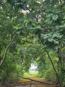 A natural arch of trees creates a lush green tunnel over a path. Golden petals on the ground add a warm contrast to the serene greenery.
