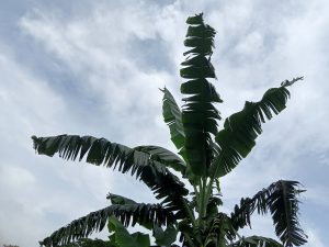 A tall banana plant with large, green leaves, some of which have jagged edges, stands against a backdrop of a cloudy sky.
