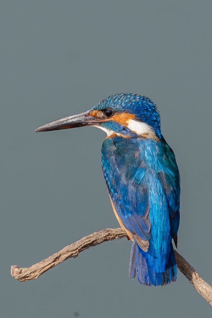 A Common Kingfisher on a thin branch, with bright blue feathers, orange underparts, and a long sharp bill.