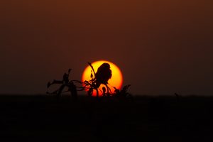 A silhouette of a Common kestrel bird perched on a branch against a vibrant sunset. The sun appears large and circular, casting a warm orange glow in the background, while the sky transitions from orange to deeper hues of dusk. The scene captures the tranquility of nature at twilight. 