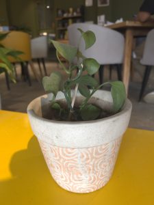 A small plant in a white and orange pot placed on a yellow table.