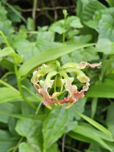 
A curled Gloriosa bud begins to bloom, its wavy petals revealing nature’s artistry. Captured in Puttekadavu, Perumanna, Kozhikode.