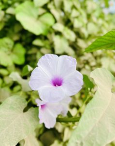 A delicate light purple flower with a magenta center, surrounded by green leaves.

