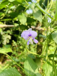 A purple flower with pale blue petals and a white center is prominently displayed, surrounded by green leaves and a soft, blurred background of foliage. 


