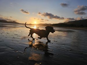 A Dachshund runs playfully along the beach at sunset.