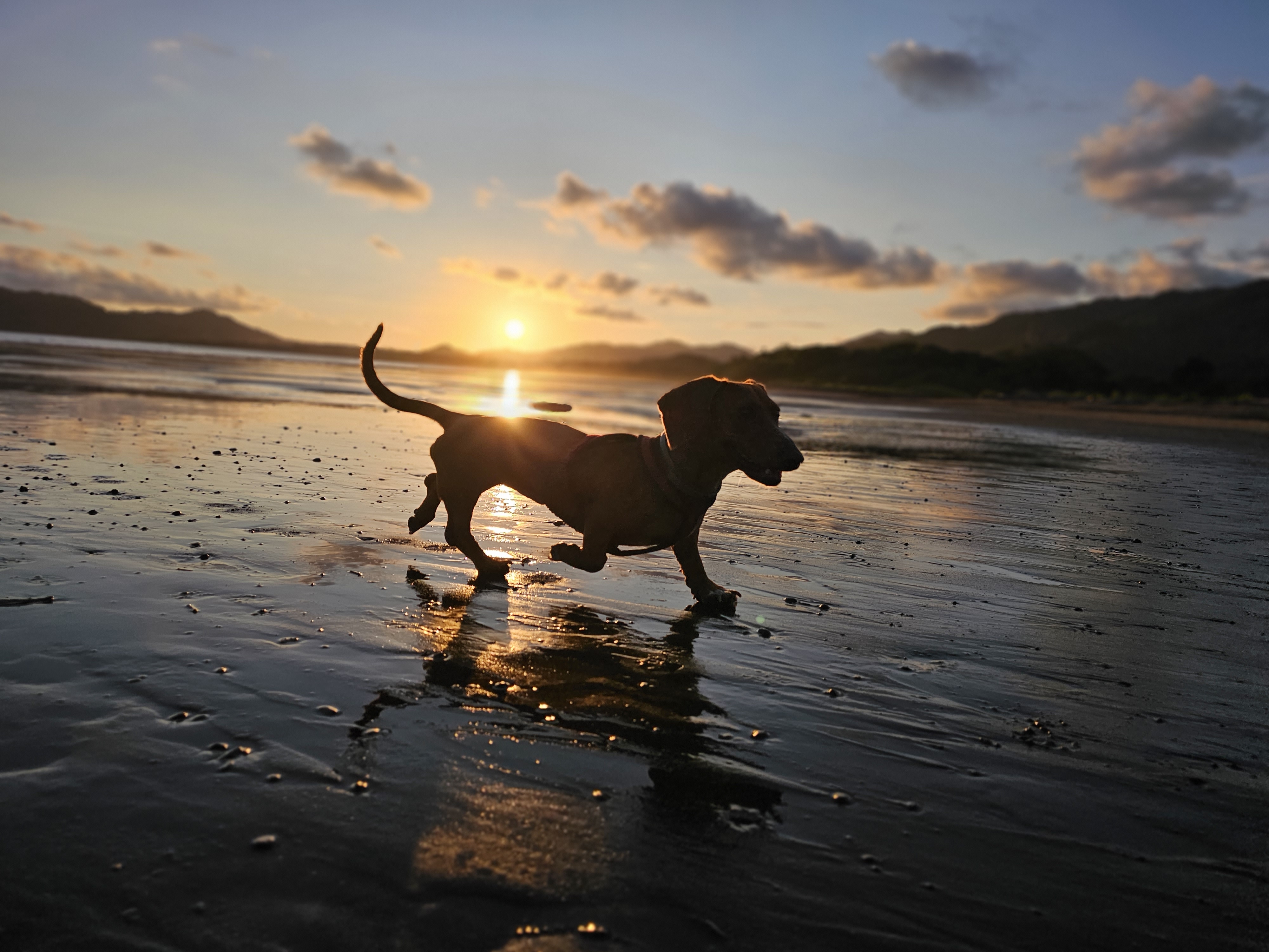A Dachshund runs playfully along the beach at sunset.