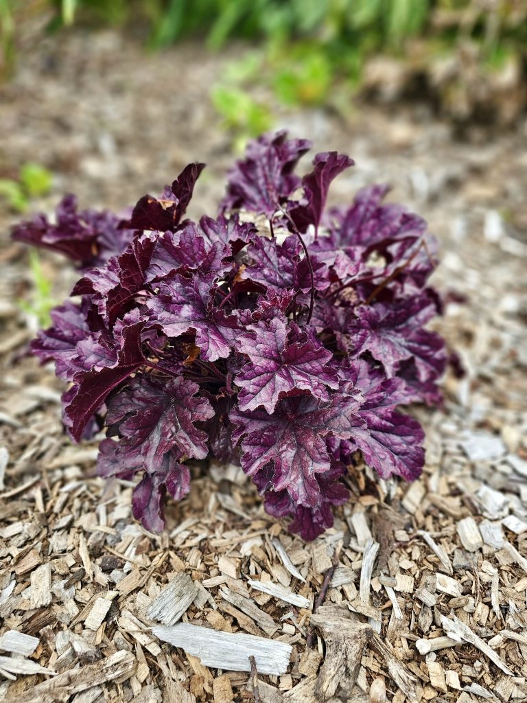 A Heuchera plant, commonly known as Coral Bells, a perennial known for its vibrant, often purple, foliage and attractive mounding habit. Captured from Portland river front