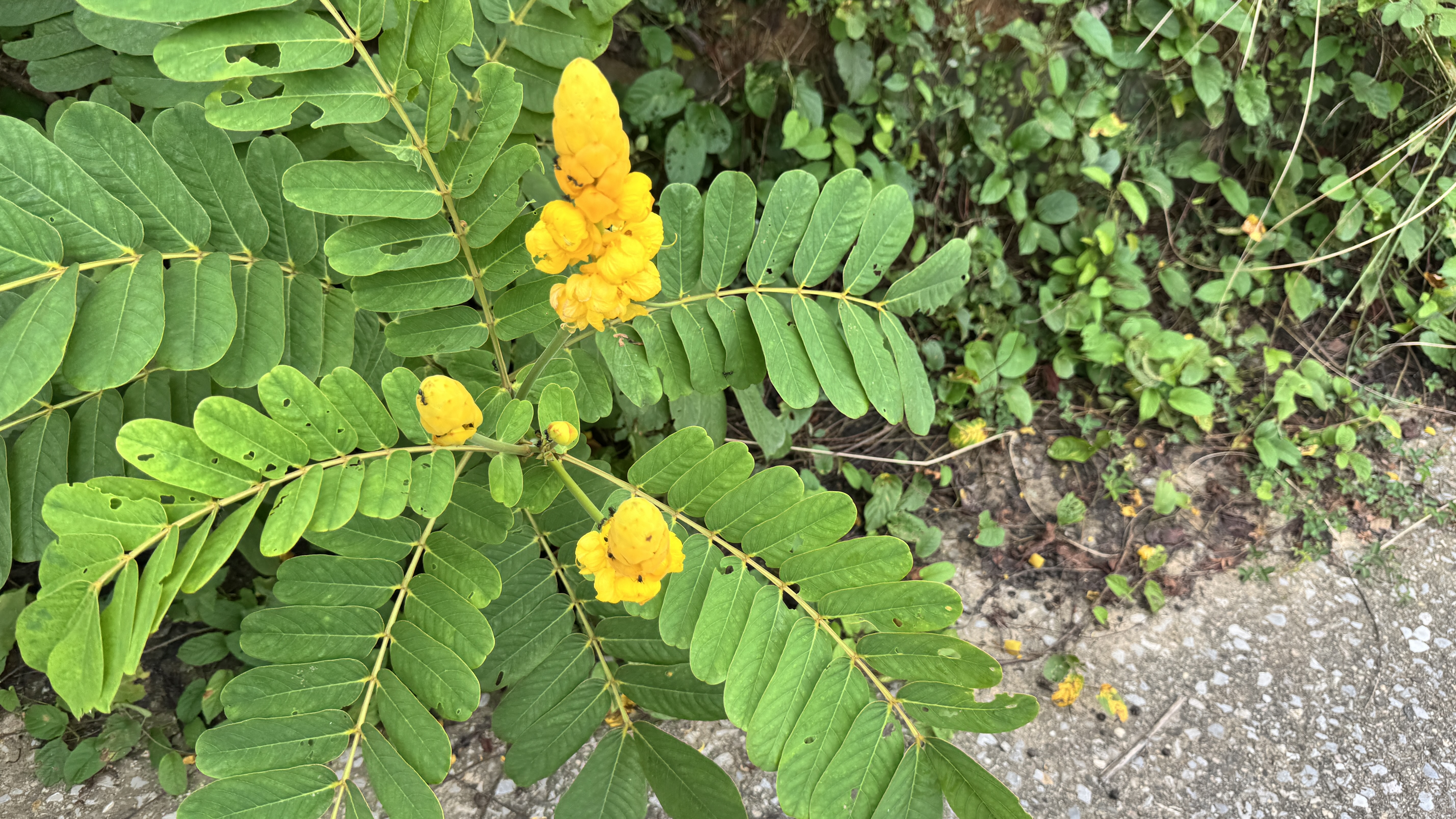 Seen from above, a branch with distinctive compound leaves and a thick, bright yellow flower cluster hangs over the edge of a concrete path. A few smaller yellow buds are also visible among the vibrant green foliage