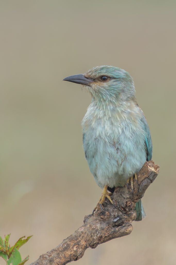 A European Roller with vibrant turquoise plumage and a cream-colored chest perches on a branch against a softly blurred background.