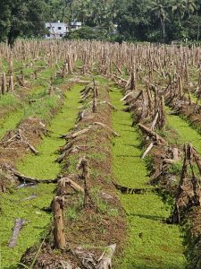 A harvested banana field with muddy trenches and green water plants reflects rural life. Captured in Ayamkulam, Mavoor, Kozhikode.