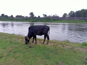 A black cow is grazing on green grass by the side of a calm river. In the background, there are trees and low buildings, with a partially cloudy sky overhead