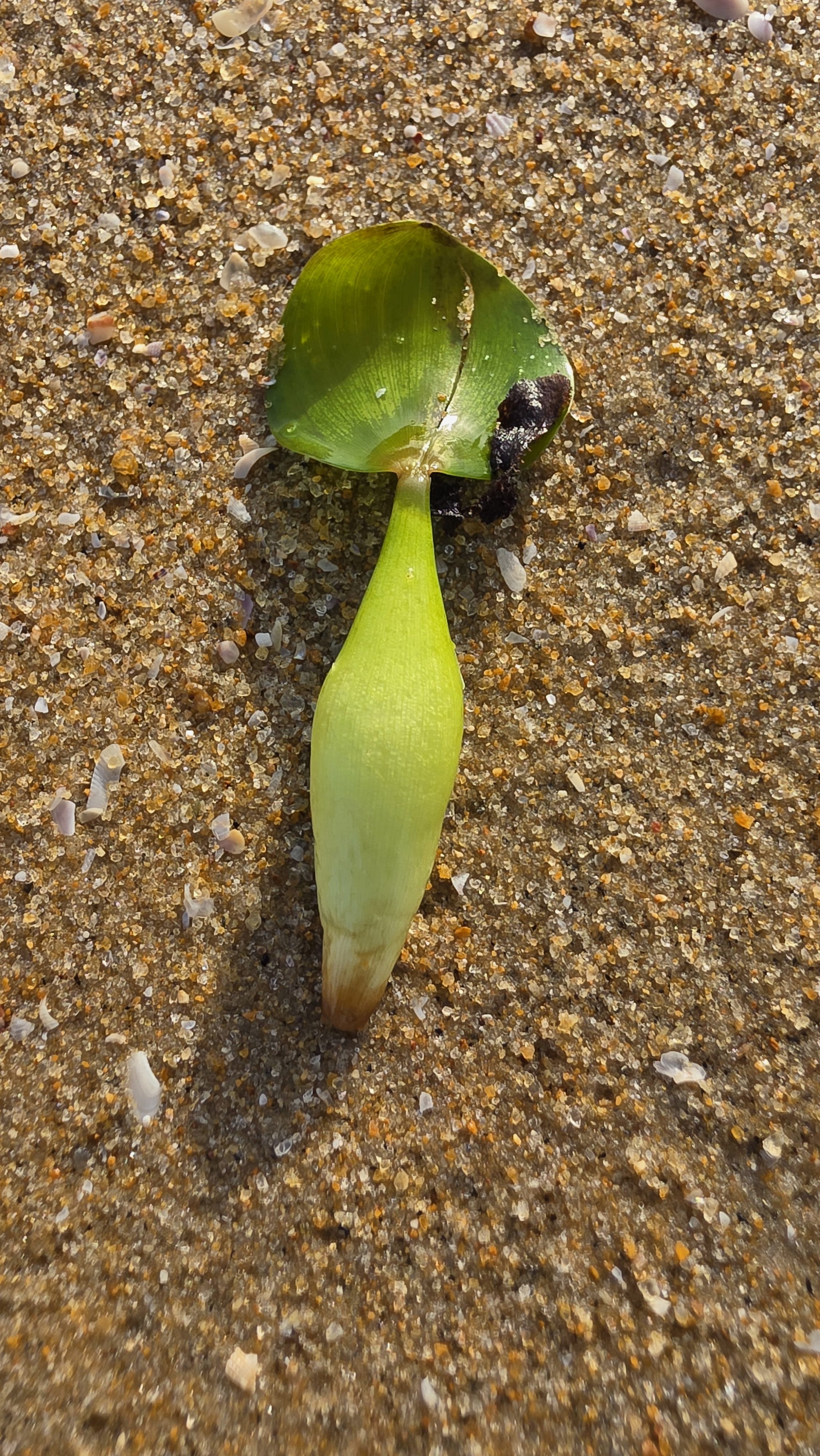 A close-up overhead shot of a single water hyacinth plant (Pontederia crassipes) lying on a sandy surface, showing its bright green, bulbous petiole and leaf blade, with some dark root remnants visible at the base of the petiole.