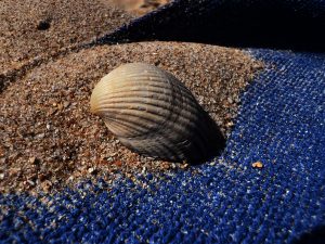 Close-up photo of a clam shell on a small pile of sand, which is itself on a blue towel. 