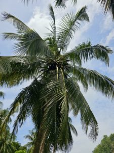 A tall coconut palm spreads its green fronds under the sky, an iconic sight in Kerala’s landscape. Captured from Puttekadavu, Perumanna, Kozhikode.