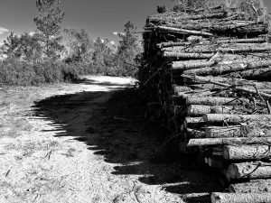 A black and white photograph depicting a dirt path in a natural landscape. On the right side, a large stack of logs is piled against the backdrop of trees and shrubs. The path is partly shaded, creating a contrast between light and shadow, while the vegetation consists of a mix of tall trees and underbrush.