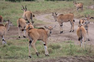 A group of elands, large antelopes, are visible in a grassy area with a winding dirt path in the background.