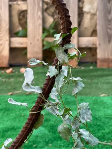 A close-up image of a rusted, textured metal rod intertwined with delicate green leaves. The background shows a blurred wooden fence, and the ground is covered with green artificial turf.
#SummerPhotoContest
