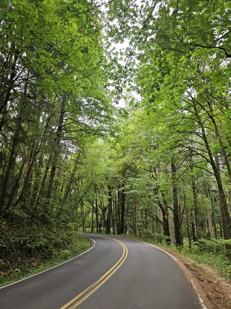 A winding road through lush forest creates a peaceful canopy in Washington Park, Portland.