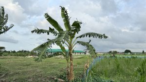 A banana tree stands prominently in the foreground, showcasing its large green leaves with some edges curled. 