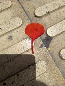 A red flower petal on a sidewalk.