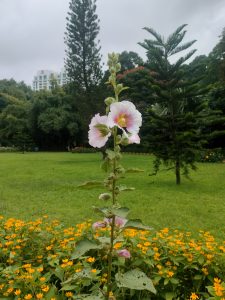 A pink hollyhock plant with buds and flowers.