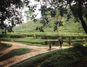 A winding dirt path leads through lush green tea plantations. In the foreground, three figures carry bundles on their shoulders, walking along the path. Trees and foliage frame the scene, with hills rising gently in the background