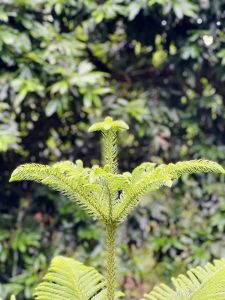 A close-up of the bright green, layered top of a Norfolk Island pine sapling.


