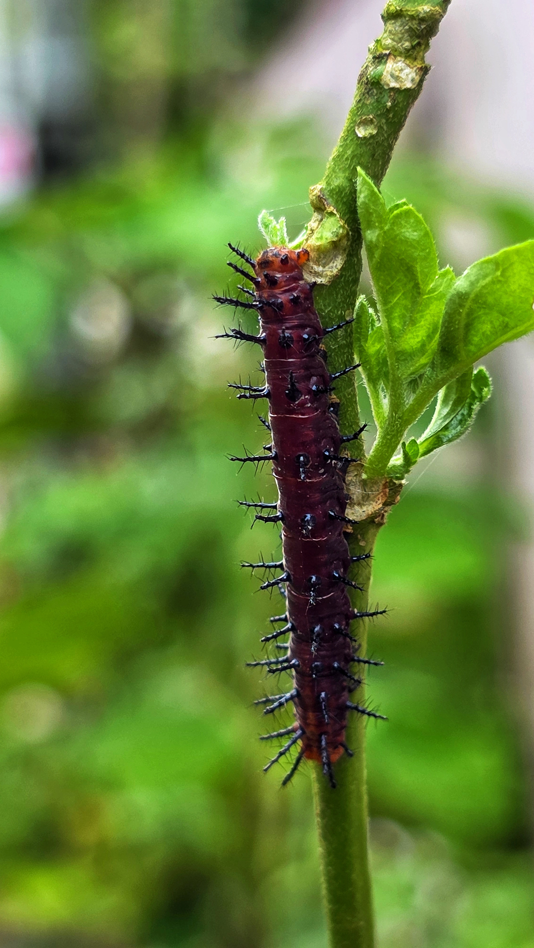 A dark red caterpillar (Acraea terpsicore) with prominent black spines crawling on a green plant stem, with blurred green foliage in the background.