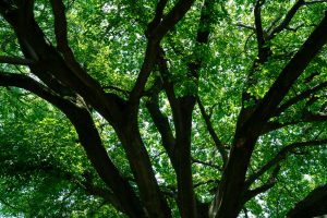 Low-angle shot of a large tree canopy with sunlight filtering through vibrant green leaves. Great for concepts like eco-friendly living, summer shade, or peaceful woodland scenes.
