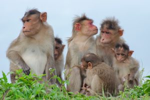Six monkeys of different ages sit together in a lush green setting, gazing in various directions with curious, contemplative expressions.