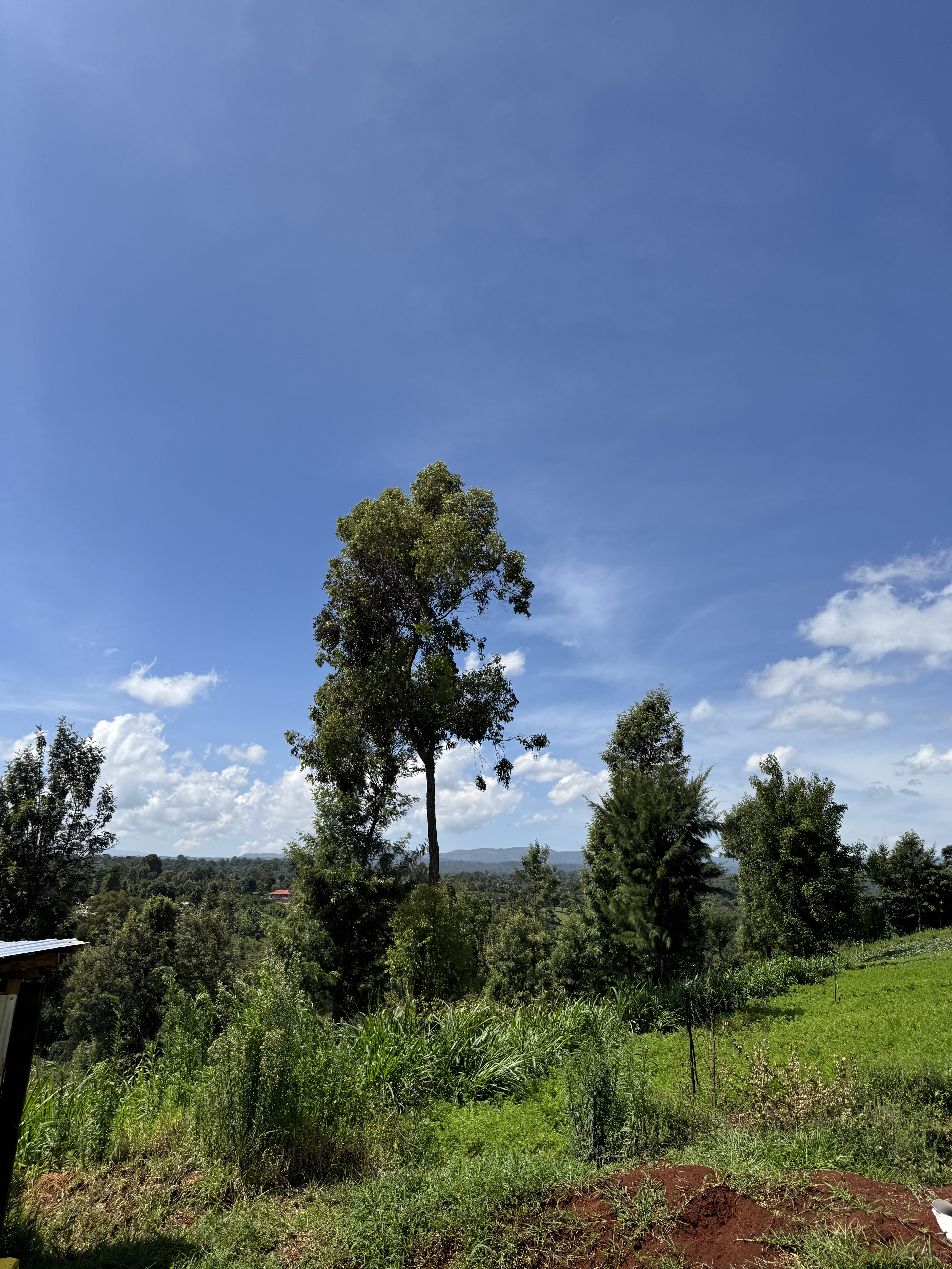A vibrant outdoor shot on a sunny day, showcasing a green hillside with a variety of trees and lush vegetation. A few clouds dot the bright blue sky.
