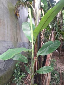 A green banana plant stands against a textured gray wall, surrounded by other lush greenery. 