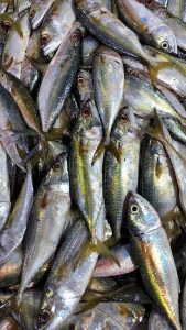 A close-up of a pile of freshly caught fish, Yellowstripe Scad or Mackerel from Vypin fish market, Kochi.