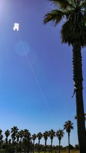 A clear blue sky with a white kite soaring high above palm trees. The kite is attached to a long string that descends towards the ground, where a line of palm trees is visible along a pathway. 
