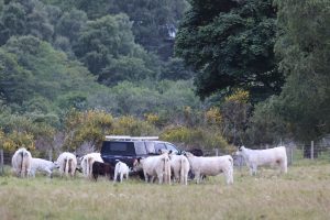 White Galloway cattle herd, surrounding their farmer's 4x4  vehicle, yellow Gorse flowers in bloom and trees in full leaf visible beyond their meadow grass field