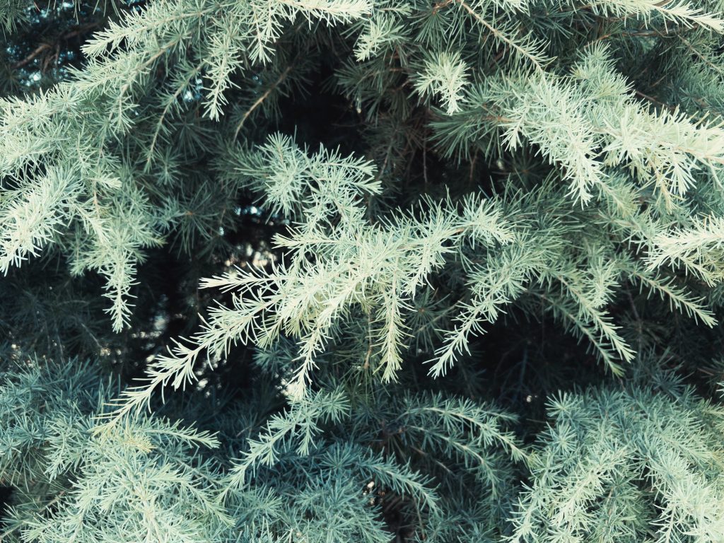 Dark and light green cedar leaves fill the entire photo.