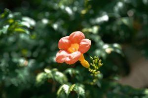 Close-up of orange trumpet vine flower with green background
