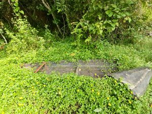 An old wooden boat fades into lush greenery as nature reclaims its space. Captured in Oorkadavu, Kozhikode.