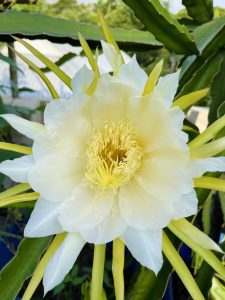 A close-up of a large white dragon fruit flower with yellow accents at the center, surrounded by long, slender green leaves.