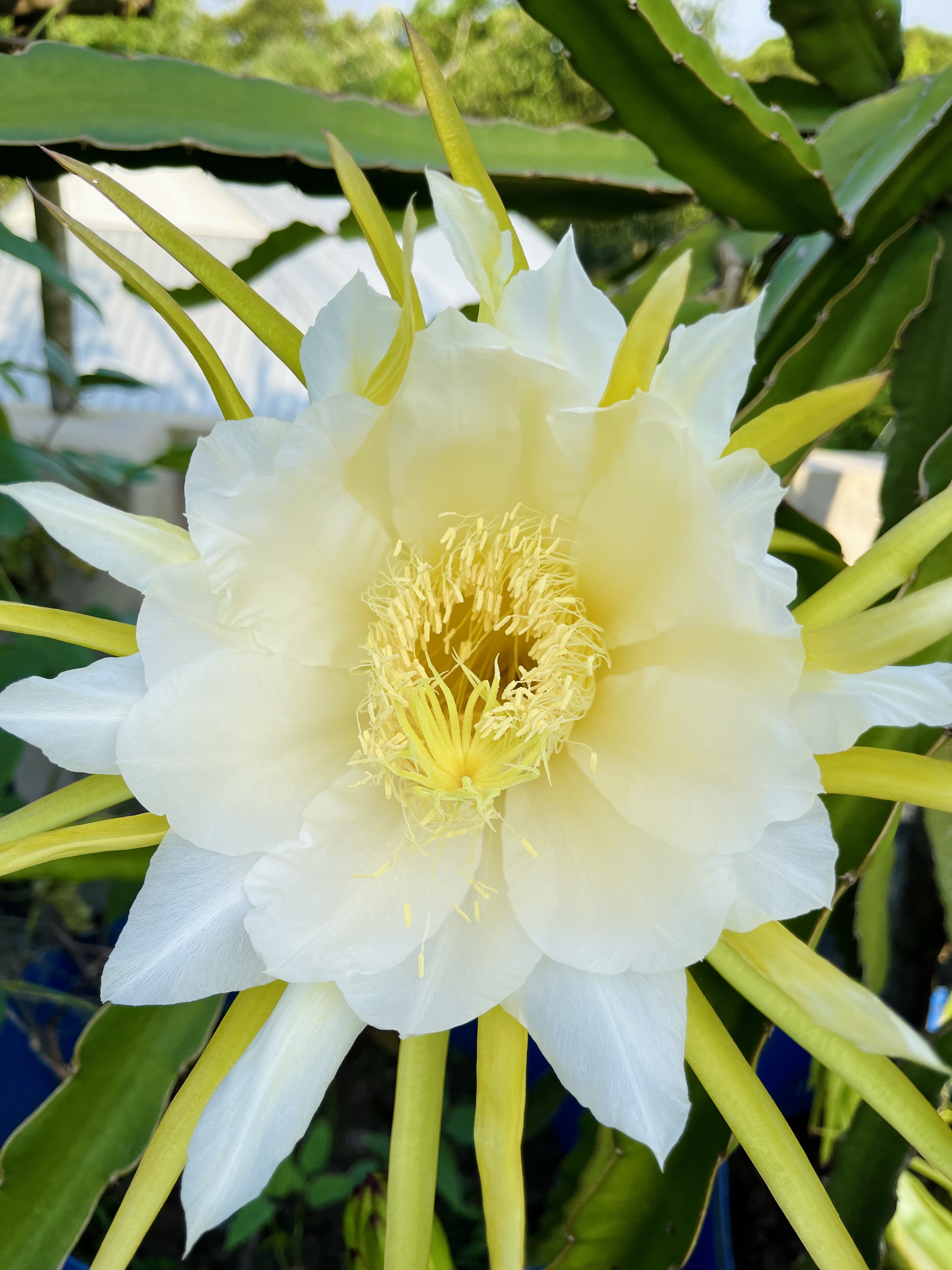 A close-up of a large white dragon fruit flower with yellow accents at the center, surrounded by long, slender green leaves.