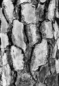 A close-up view of tree bark in black and white, showcasing the textured surface with irregular, overlapping plates and deep grooves, highlighting the natural patterns and variations of the bark.
