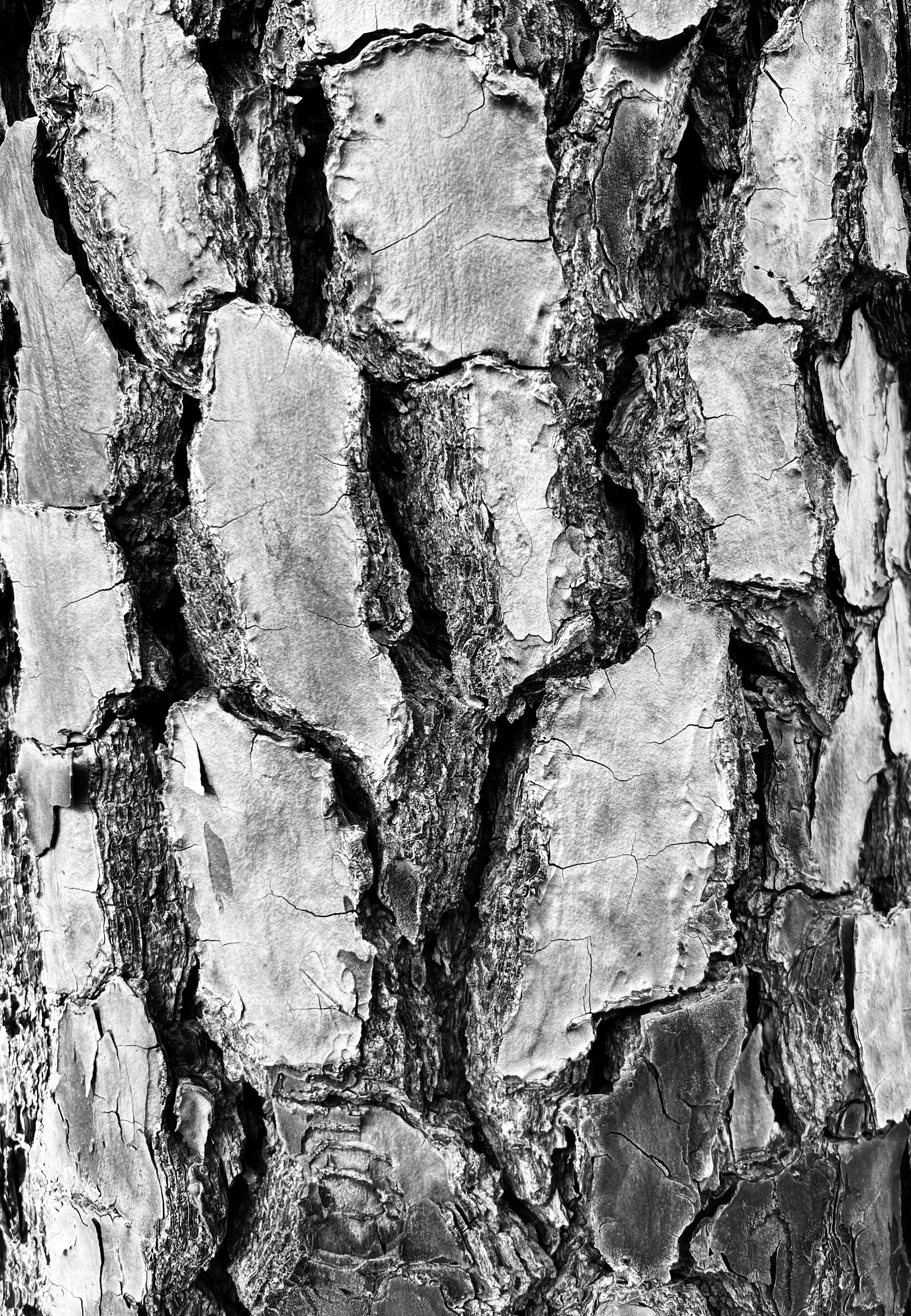 A close-up view of tree bark in black and white, showcasing the textured surface with irregular, overlapping plates and deep grooves, highlighting the natural patterns and variations of the bark.