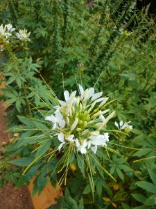 White spider flower