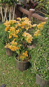 A vibrant cluster of orange-yellow bougainvillea flowers is blooming in a garden setting, housed in a black pot. 
