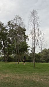 A boy stands in Central Park, Jaipur, surrounded by tall trees and green grass under a cloudy sky.
