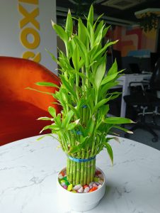 A tall arrangement of green bamboo stalks with vibrant leaves, seated in a white ceramic pot filled with colorful decorative pebbles.
