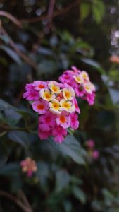 A close-up photograph of a cluster of Lantana flowers, featuring a mix of vibrant pink and creamy white blossoms with small orange centers against a blurred green background.