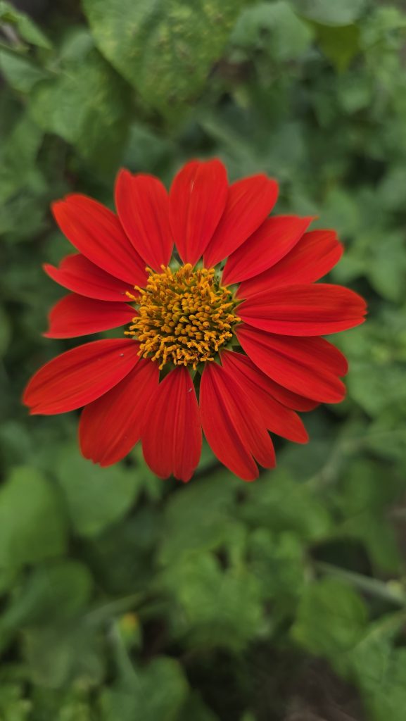 A close-up of a vibrant red Mexican Sunflower (Tithonia rotundifolia) with a bright yellow-orange center.